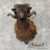 Black Corsican Ram Taxidermy Shoulder Mount For Sale - Image 2