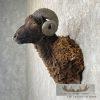 Black Corsican Ram Taxidermy Shoulder Mount For Sale - Image 3