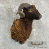 Black Corsican Ram Taxidermy Shoulder Mount For Sale - Image 4