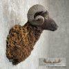 Black Corsican Ram Taxidermy Shoulder Mount For Sale - Image 5