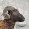 Black Corsican Ram Taxidermy Shoulder Mount For Sale - Image 6