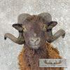 Black Corsican Ram Taxidermy Shoulder Mount For Sale - Image 7