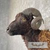 Black Corsican Ram Taxidermy Shoulder Mount For Sale - Image 8