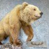 Toklat Grizzly Bear Taxidermy Mount For Sale - Image 2