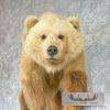 Toklat Grizzly Bear Taxidermy Mount For Sale - Image 3