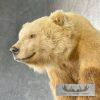 Toklat Grizzly Bear Taxidermy Mount For Sale - Image 4
