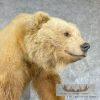 Toklat Grizzly Bear Taxidermy Mount For Sale - Image 5