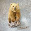 Toklat Grizzly Bear Taxidermy Mount For Sale - Image 6