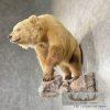 Toklat Grizzly Bear Taxidermy Mount For Sale - Image 7