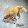 Toklat Grizzly Bear Taxidermy Mount For Sale - Image 8