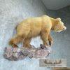 Toklat Grizzly Bear Taxidermy Mount For Sale - Image 9