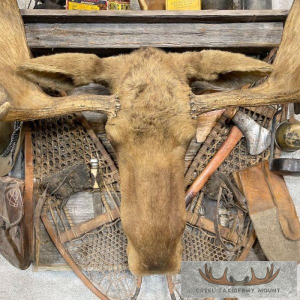 Captain's Classic Hunting Camp Harvest Display For Sale - Image 15