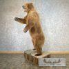 Russian Brown Bear Life-size Taxidermy Mount For Sale - Image 2