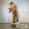 Russian Brown Bear Life-size Taxidermy Mount For Sale - Image 3
