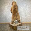 Russian Brown Bear Life-size Taxidermy Mount For Sale - Image 4