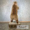 Russian Brown Bear Life-size Taxidermy Mount For Sale - Image 5