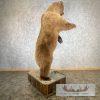 Russian Brown Bear Life-size Taxidermy Mount For Sale - Image 6