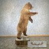 Russian Brown Bear Life-size Taxidermy Mount For Sale - Image 7