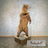 Russian Brown Bear Life-size Taxidermy Mount For Sale - Image 8