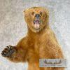 Russian Brown Bear Life-size Taxidermy Mount For Sale - Image 9