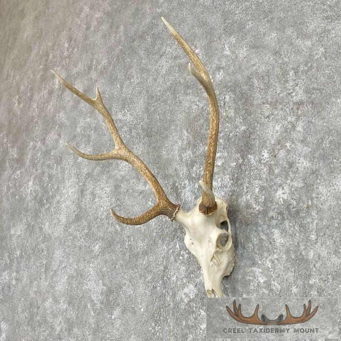 Sika Deer Skull & Antler European Mount For Sale - Image 2