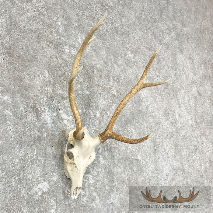 Sika Deer Skull & Antler European Mount For Sale - Image 3