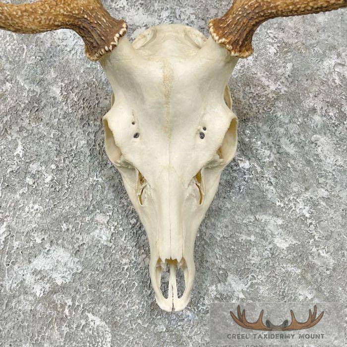 Sika Deer Skull & Antler European Mount For Sale - Image 4