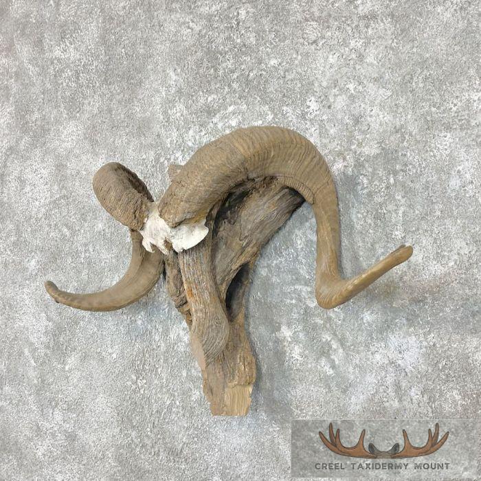 Corsican Ram Horn Taxidermy Mount For Sale - Image 2