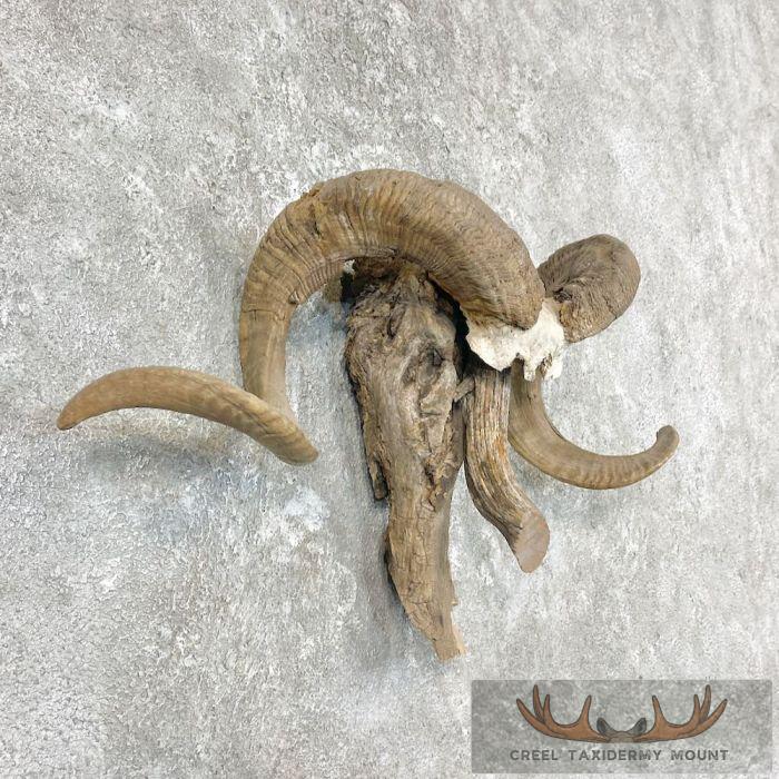 Corsican Ram Horn Taxidermy Mount For Sale - Image 3