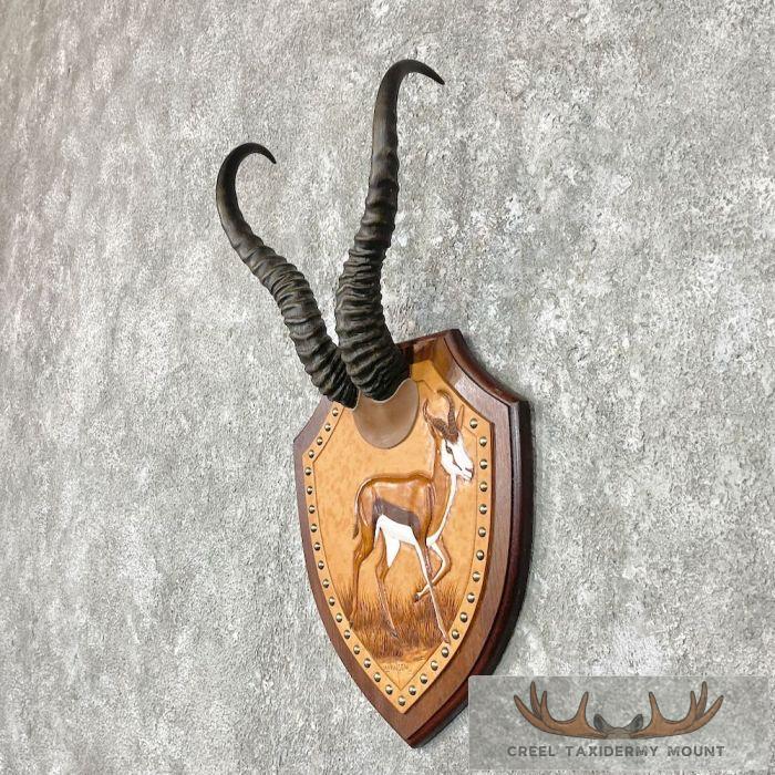 African Springbok Horn Plaque - Image 2