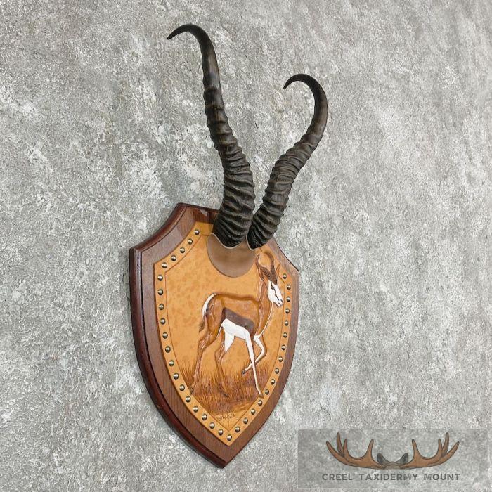 African Springbok Horn Plaque - Image 3