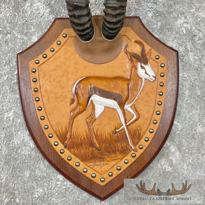 African Springbok Horn Plaque - Image 4