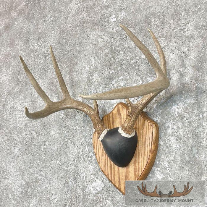 Whitetail Deer Antler Plaque Taxidermy For Sale - Image 2