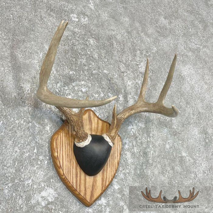 Whitetail Deer Antler Plaque Taxidermy For Sale - Image 3