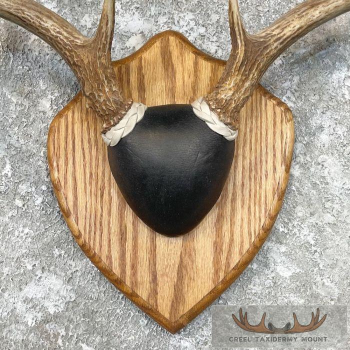 Whitetail Deer Antler Plaque Taxidermy For Sale - Image 4
