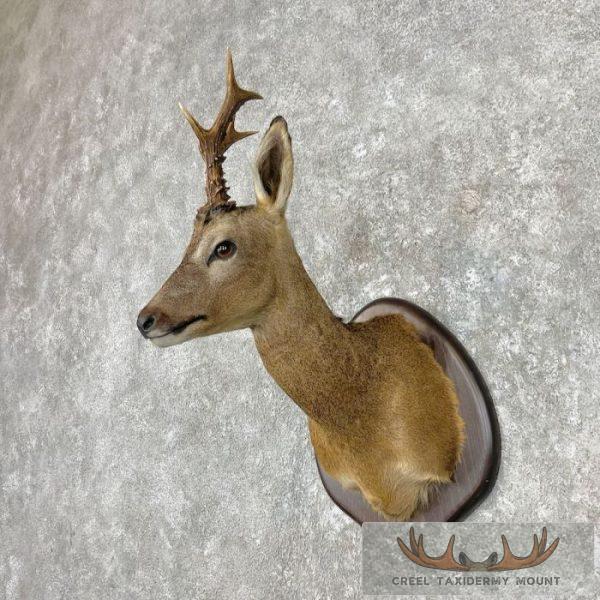 European Roe Deer Shoulder Taxidermy Mount For Sale - Image 2