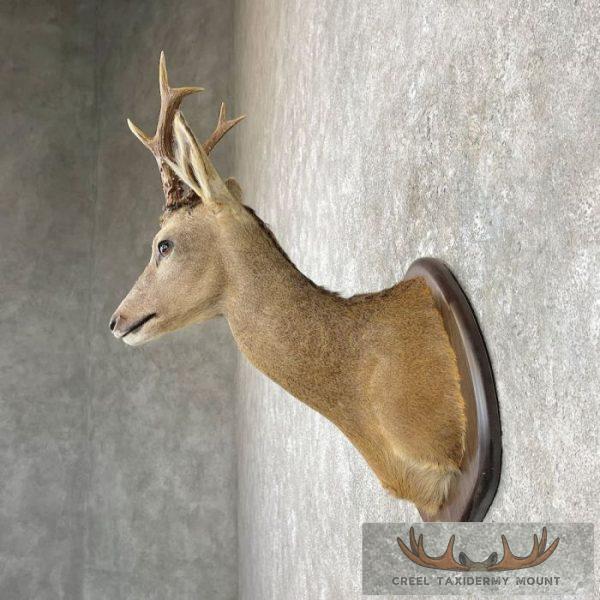 European Roe Deer Shoulder Taxidermy Mount For Sale - Image 3
