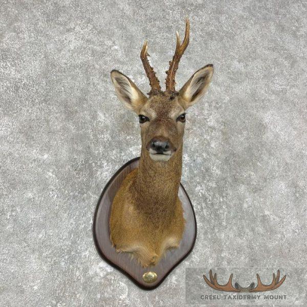 European Roe Deer Shoulder Taxidermy Mount For Sale - Image 4