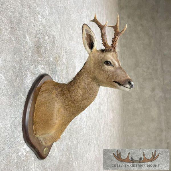 European Roe Deer Shoulder Taxidermy Mount For Sale - Image 5
