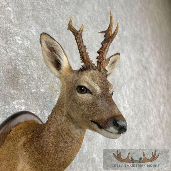 European Roe Deer Shoulder Taxidermy Mount For Sale - Image 6