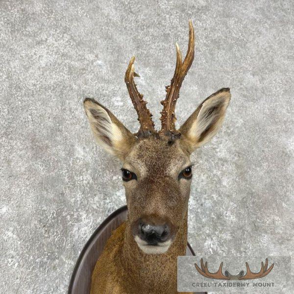 European Roe Deer Shoulder Taxidermy Mount For Sale - Image 7