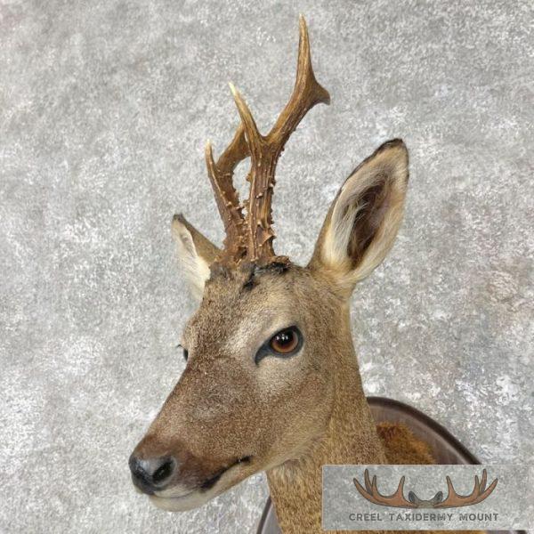 European Roe Deer Shoulder Taxidermy Mount For Sale - Image 8