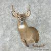 Whitetail Deer Taxidermy Shoulder Mount For Sale - Image 2