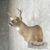 Whitetail Deer Taxidermy Shoulder Mount For Sale - Image 3