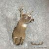 Whitetail Deer Taxidermy Shoulder Mount For Sale - Image 4