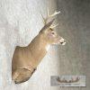 Whitetail Deer Taxidermy Shoulder Mount For Sale - Image 5
