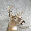 Whitetail Deer Taxidermy Shoulder Mount For Sale - Image 6