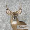 Whitetail Deer Taxidermy Shoulder Mount For Sale - Image 7