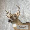Whitetail Deer Taxidermy Shoulder Mount For Sale - Image 8