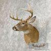 Whitetail Deer Taxidermy Shoulder Mount For Sale - Image 2